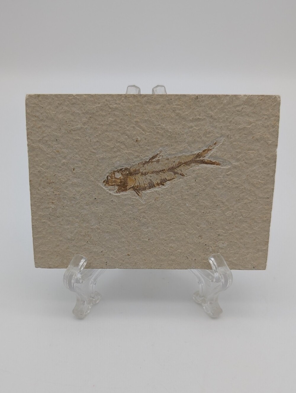 Natural Fossil Fish Placque